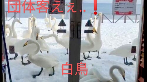 白鳥さんの団体客大変～