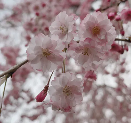 おはようございます🌷/【盛岡】リル