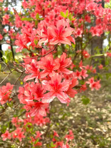 みなみ奥様メモリアル