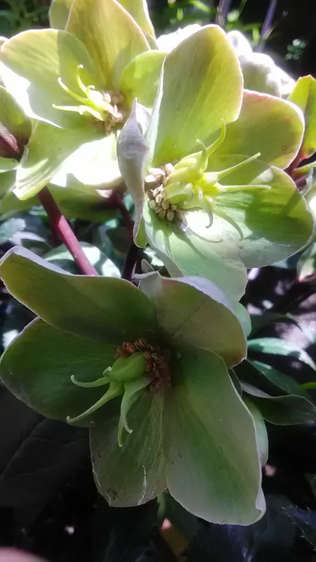 しずか奥鉄オクテツ仙台店（デリヘル市場グループ）