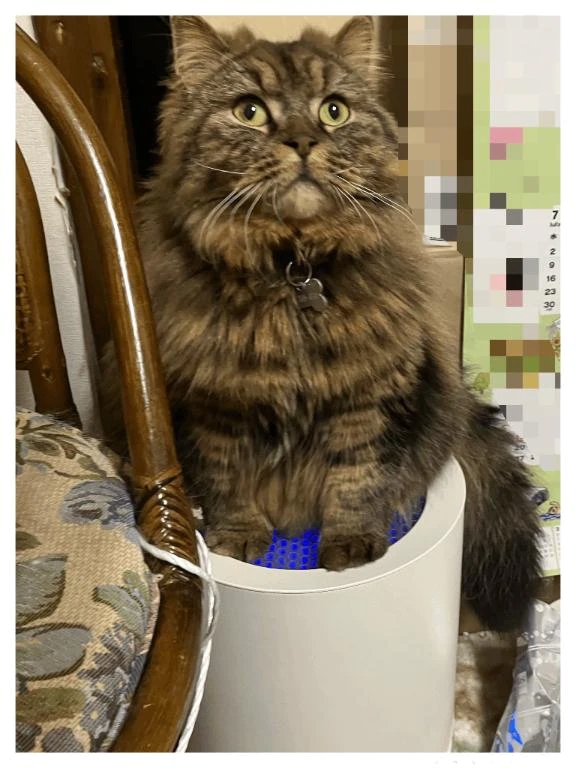 猫、脱走………💨