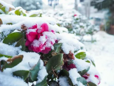 出る宣言/ことみ【弘前黒石】