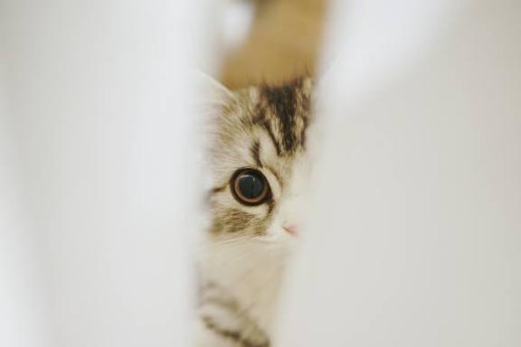 たいきんたま🐈‍⬛🐾