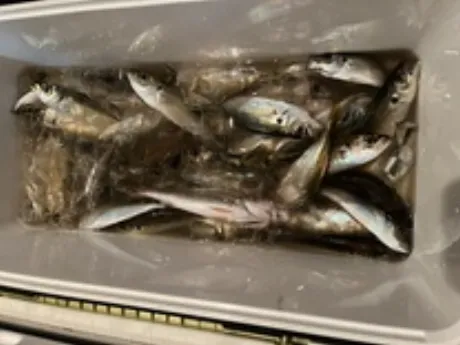 ツムギ【青森】身体弄んでみる？DINO～ディーノ～