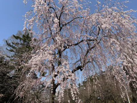 城沢　ののかのブログ 明日🌼