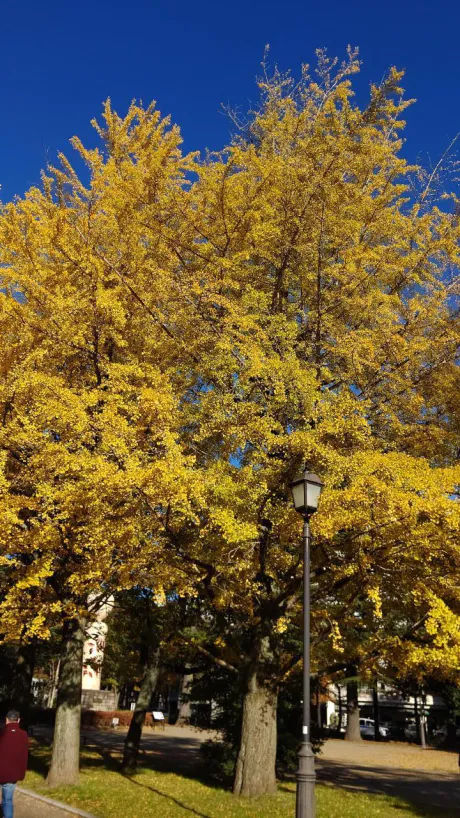 いつもいつも/葵