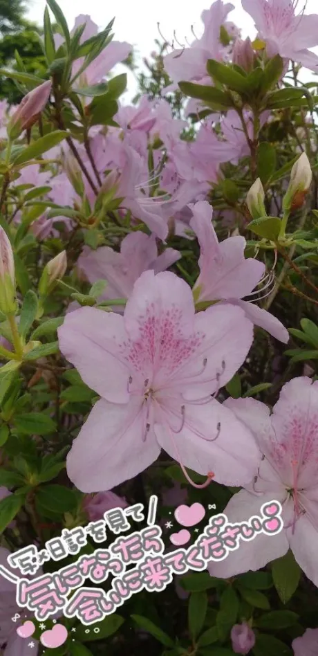 おはよう/後藤(ごとう)