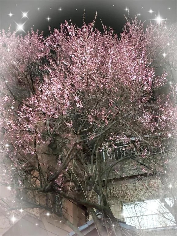 夜桜🌸🌸