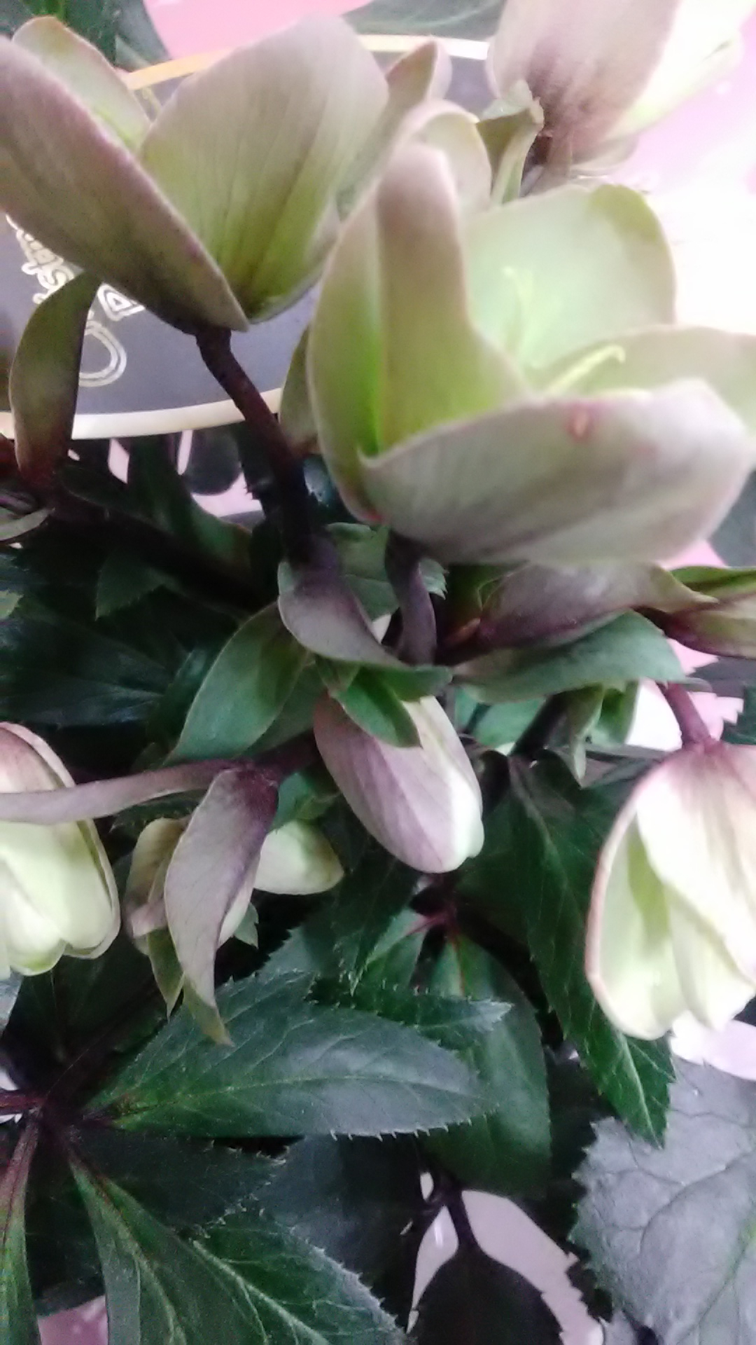 03/31 04:59しずか