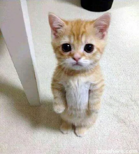 おはよう ( * ・ω・) ノ/なお