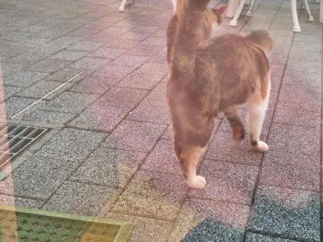後藤(ごとう)熟女屋本舗