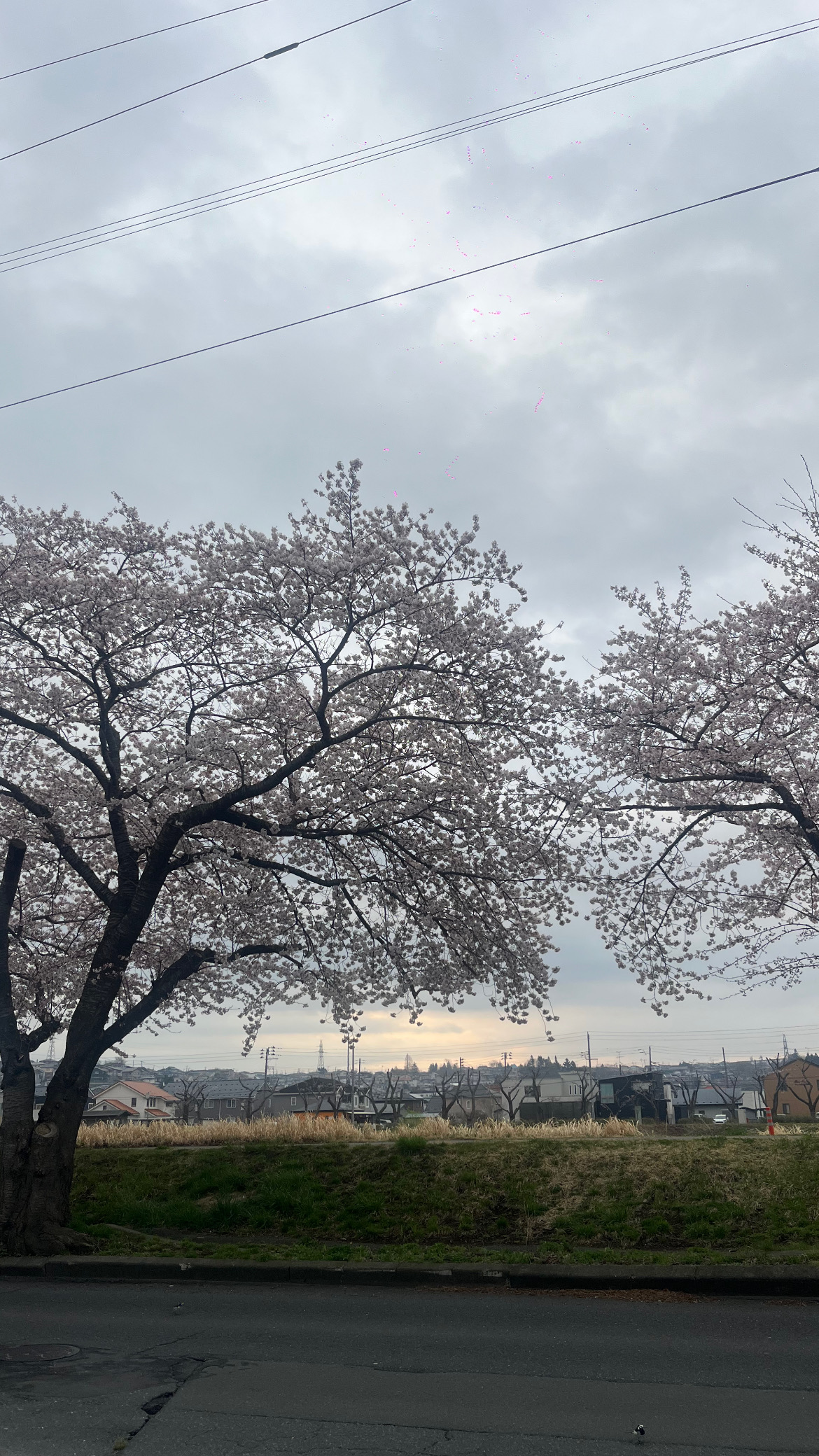 ぴえん