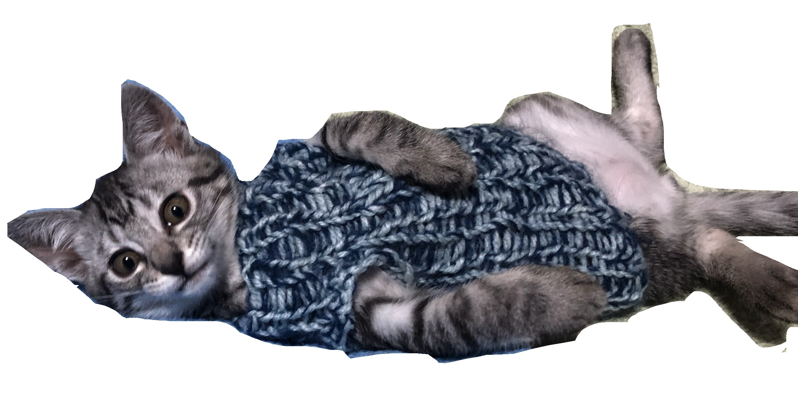 一緒に暮らしてる私の家の猫ちゃん𝚌 𝚞 𝚝 𝚎🫰🏻 ͗ ͗‬ ͗ 🎀