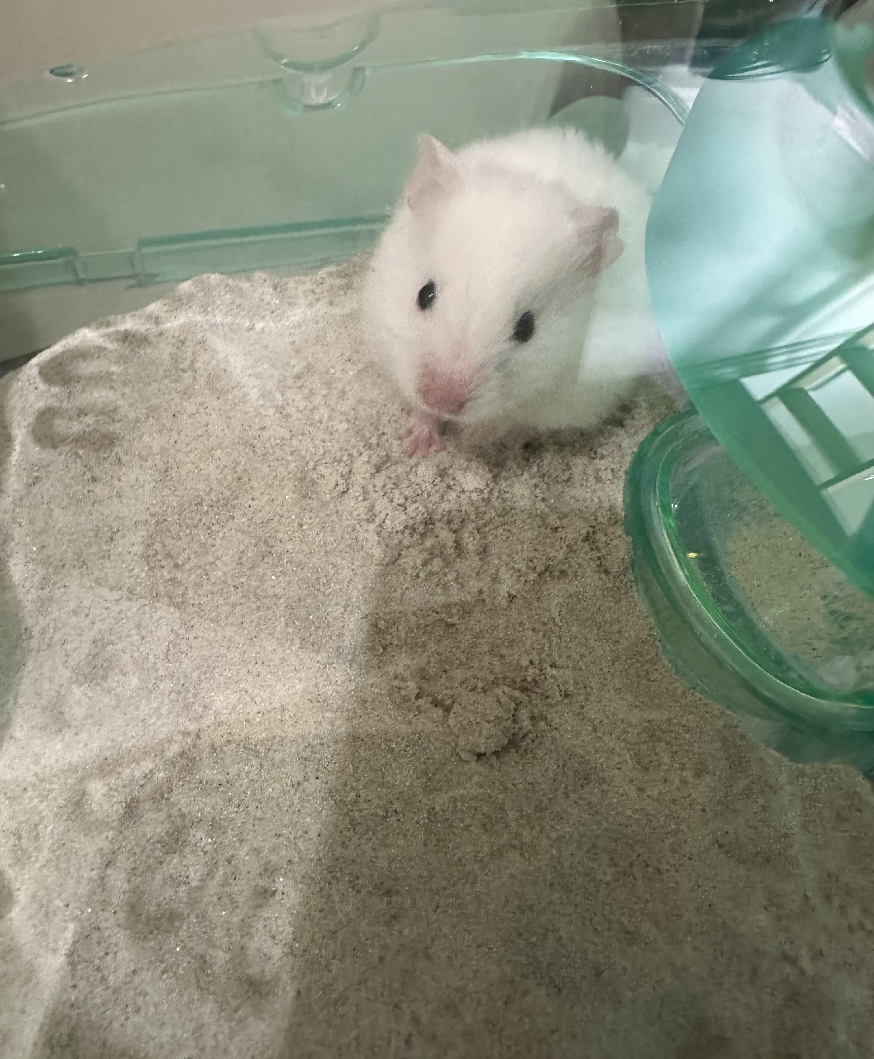 かわいすぎませんか