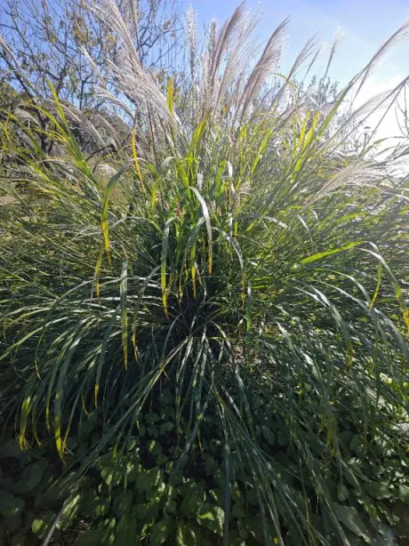 ルイ奥様生レンタル-古川店-