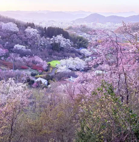 ブレない🌸/☆ともか奥様