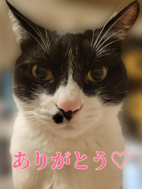 るり・過激すぎる生動画配信中奥様メモリアル