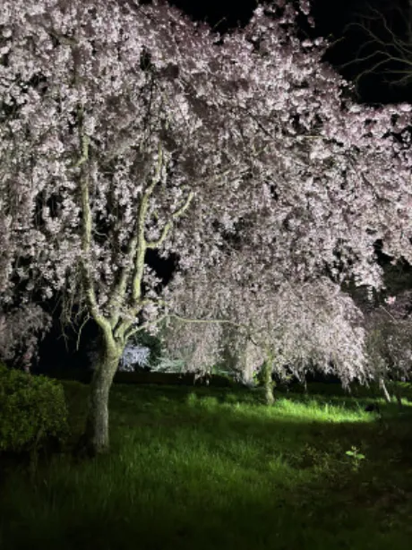 くるみ 奥様仙台人妻セレブリティー
