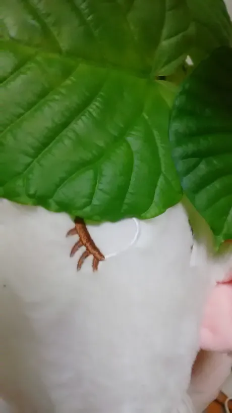 こんばんはです。/しずか