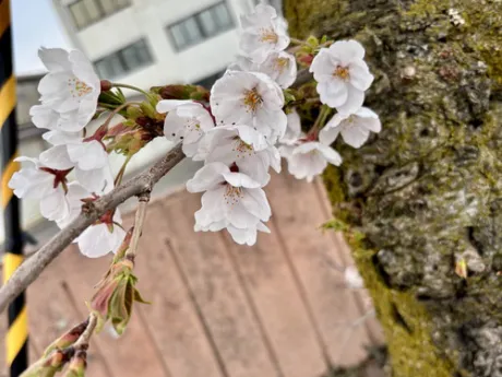 出勤/新人はるみ【青森】