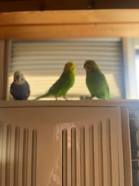 あかね弘前青森･弘前人妻デリヘル桃屋