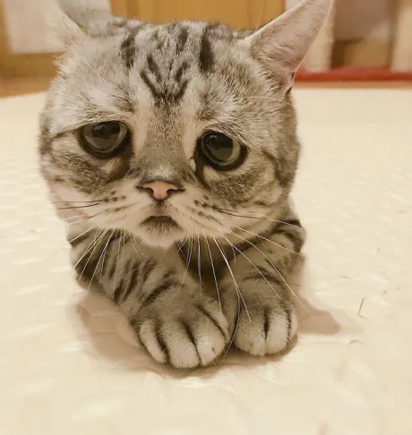 ごめんなさい 😣/なお