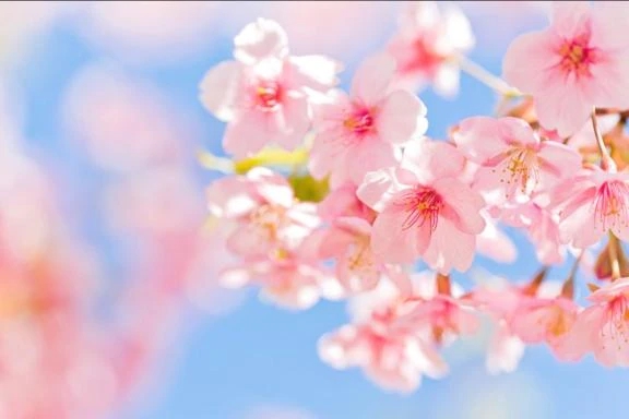 樹菜-じゅな-人妻倶楽部　花椿盛岡店