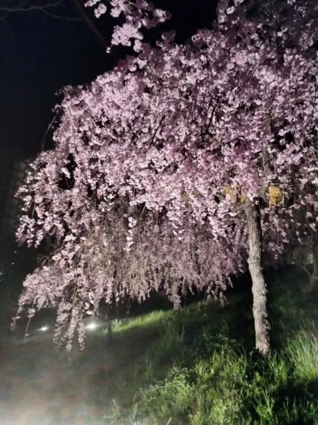 ゆあ奥様メモリアル