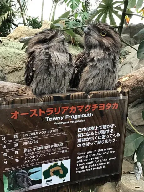 のぞみ★アナル調教師隣の人妻お口で愛して