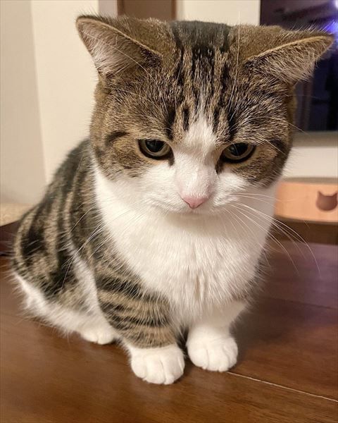 なおのブログ ありがとう ( * ・ω・)