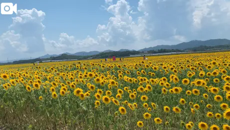 今年は/きさき