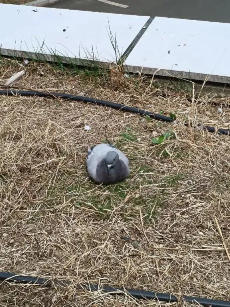 いろはのブログ 助けて
