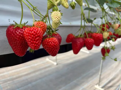 フウカTWO×TOP-ツートップ-