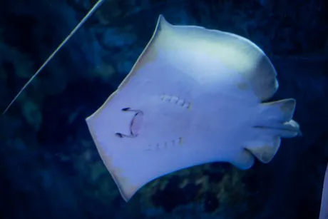 涼しくならないか？🐬/業界初まりん(弘前)
