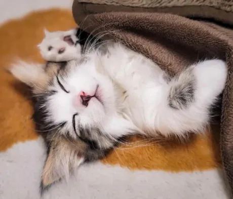 かすみ宮城仙南ちゃんこ