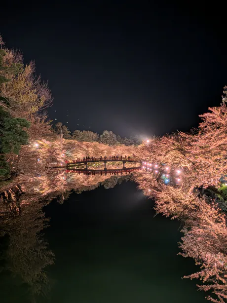 夜桜🌸/ゆうき☆青森・大釈迦