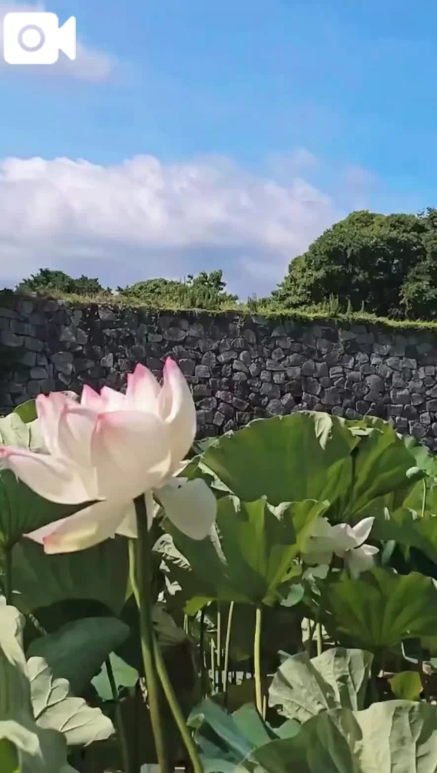 今朝の動画