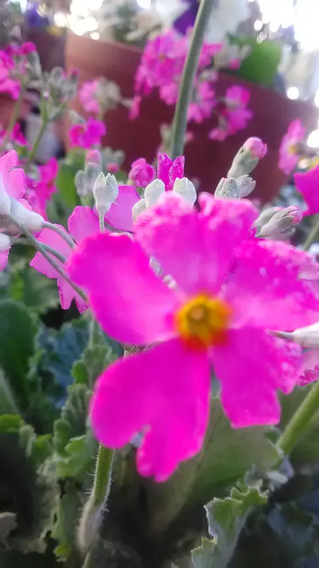 しずか奥鉄オクテツ仙台店（デリヘル市場グループ）