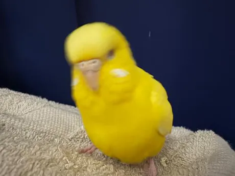 力が抜けるぅ🫠/しおり