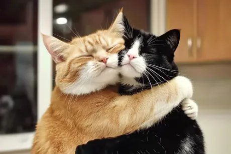 こんにちは/つばき【青森】