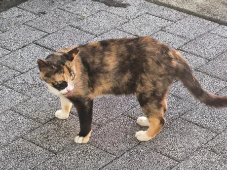 後藤(ごとう)熟女屋本舗