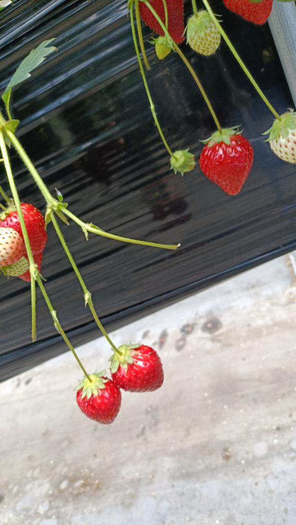 🍓♡