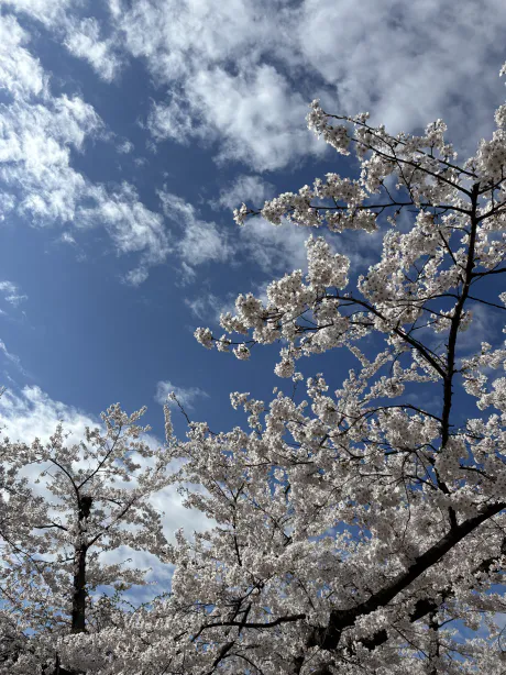 青森 大釈迦☆萌さんANON-アノン