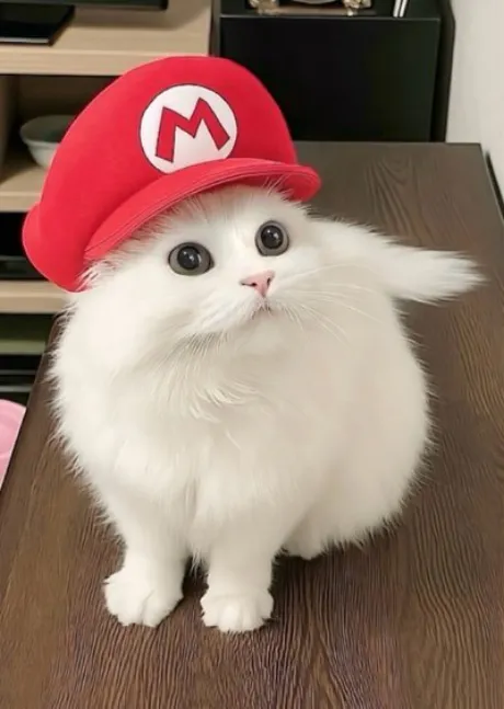 こんにちは ( * ・ω・) ノ/なお