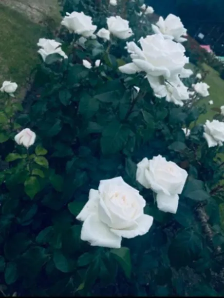 ましろTEKOKI GIRLS COLLECTION