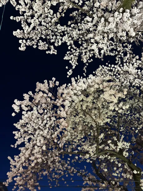 揺れましたねー💦/もえ【青森大釈迦】