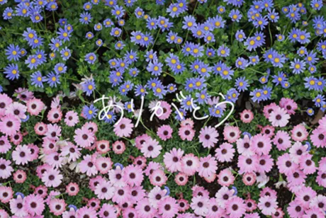 ありがとう🌷/ほのか【青森大釈迦】