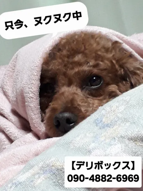 めい (魅惑のEカップ、パイパン嬢)デリボックス