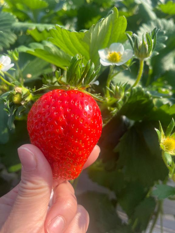 えれな奥様メモリアル