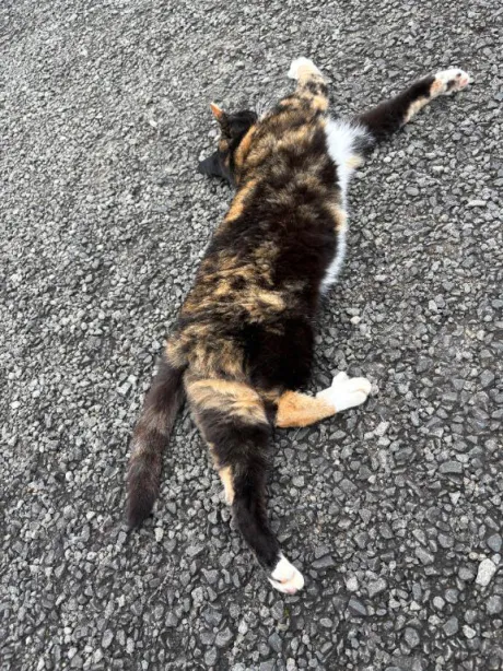 猫ぉ🐱💕/しおり